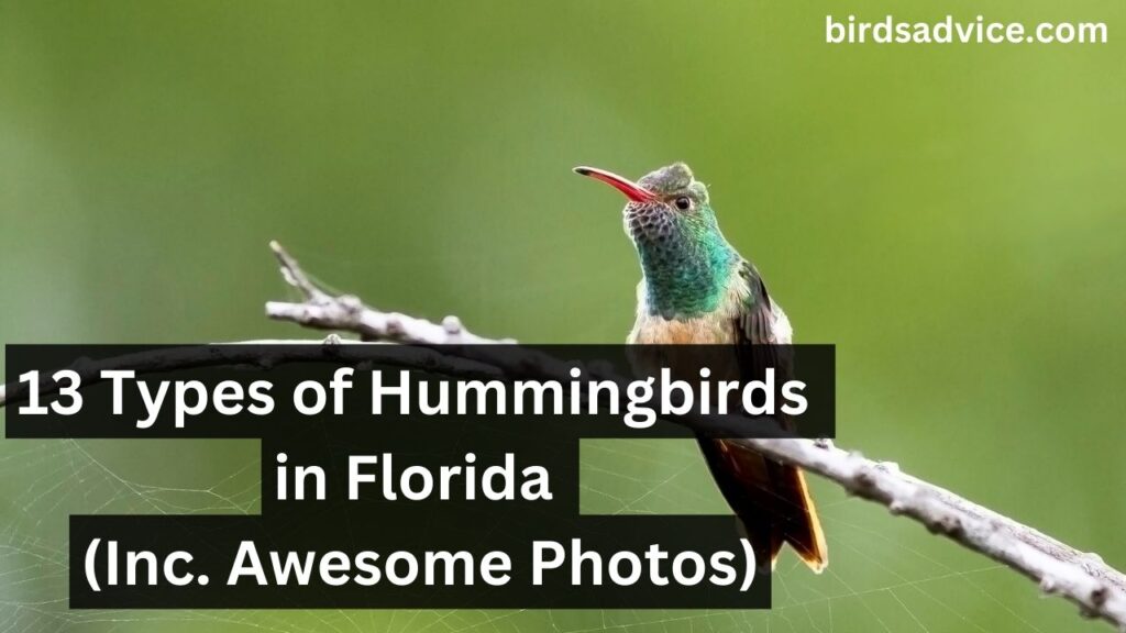 13 Types of Hummingbirds in Florida (Inc. Awesome Photos)
