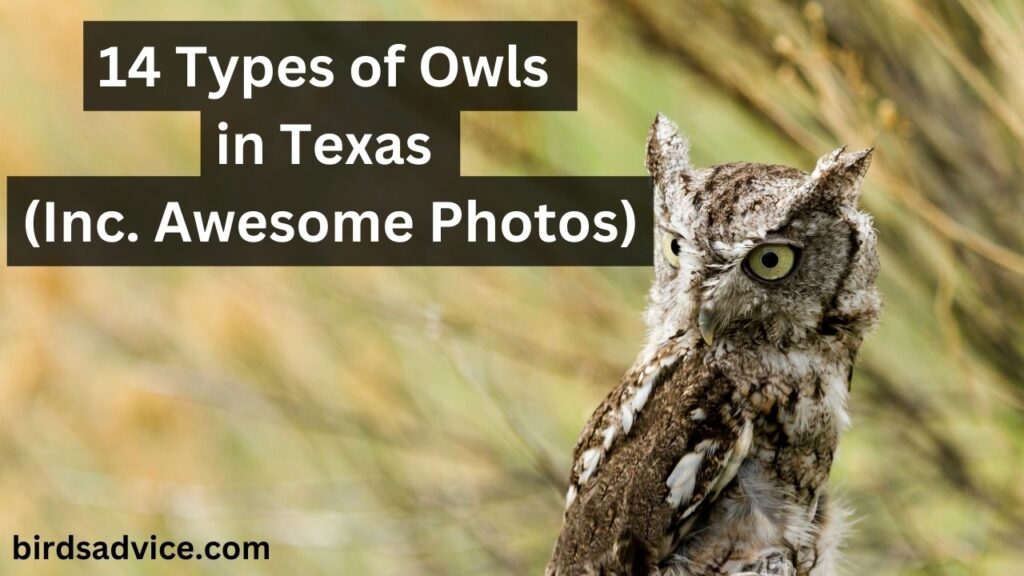 14 Types of Owls in Texas (Inc. Awesome Photos) Birds Advice