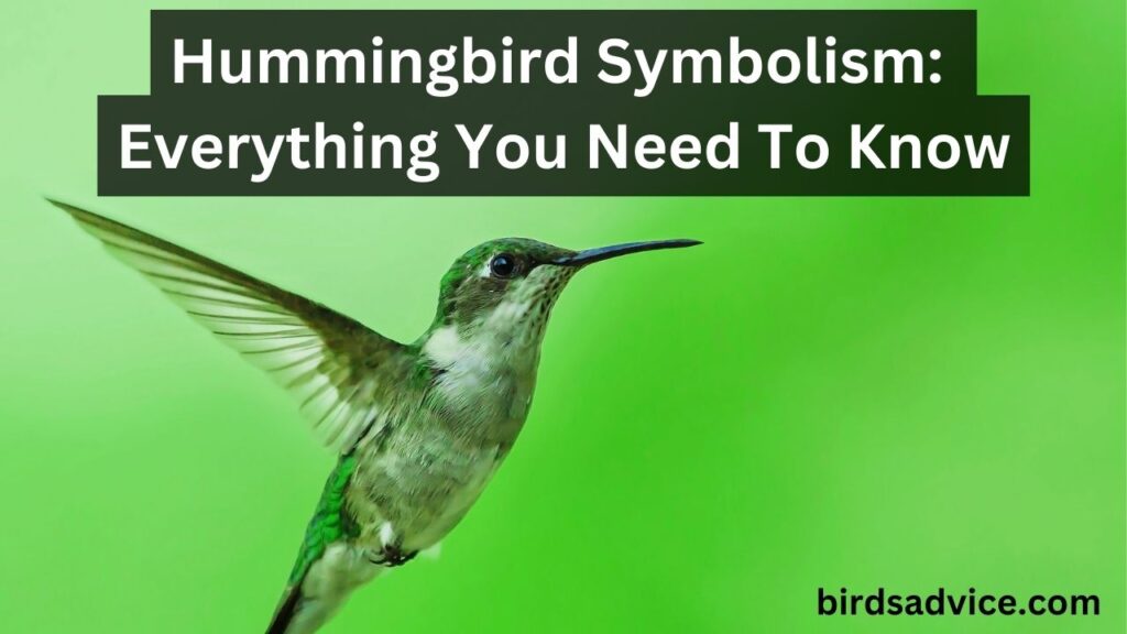 Hummingbird Symbolism Everything You Need To Know Advice for Life by