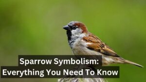 Sparrow Symbolism: Everything You Need To Know