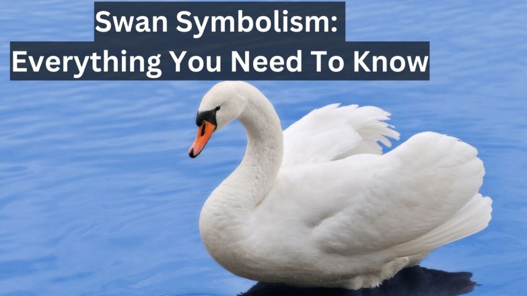 Swan Symbolism Everything You Need To Know Birds Advice
