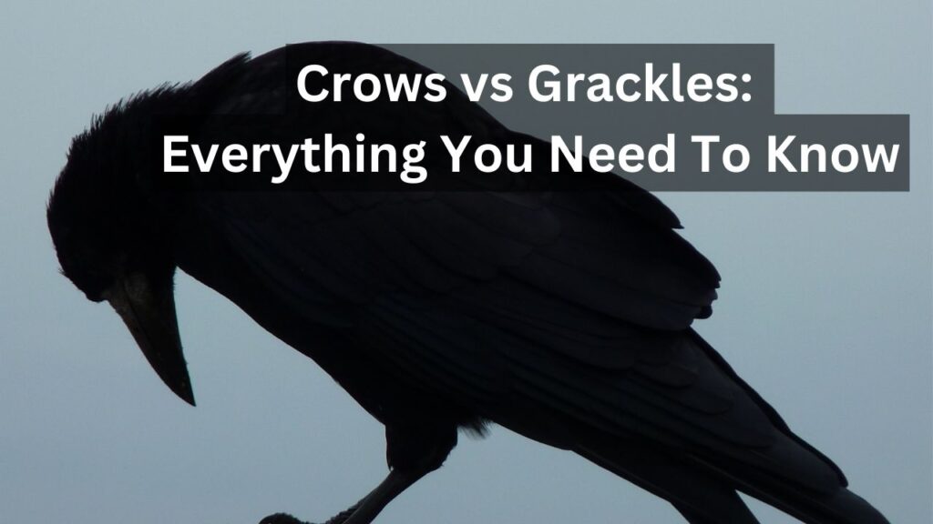 Crows vs Grackles Everything You Need To Know Birds Advice