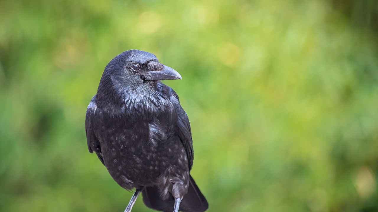 How Long Do Crows Live (Surprising Answer) Birds Advice