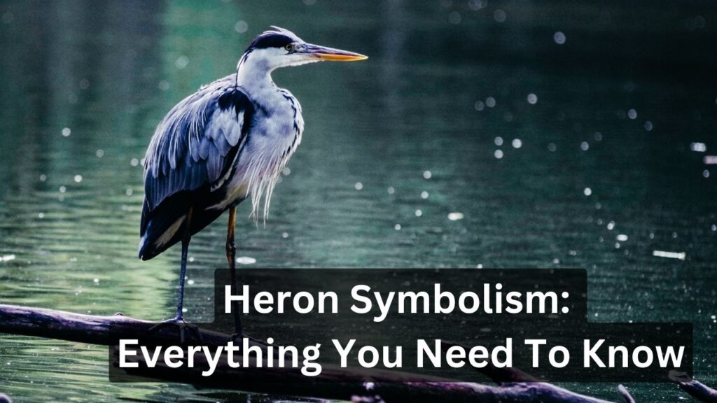 Heron Symbolism Everything You Need To Know
