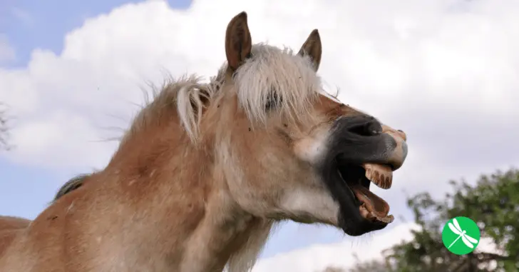 Woman Struggling to Mount Horse Gets a Surprise From The Impatient Animal