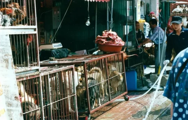 South Korea Passes Law To End Sale And Slaughter Of Dog Meat By 2027