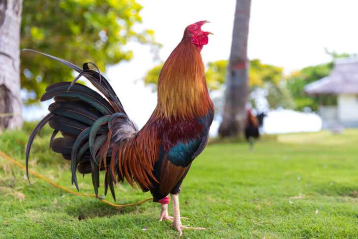 Homeless Rooster