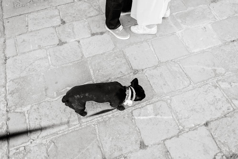Callous Moment Injured Bulldog That Can Barely See Is Dumped Alone on Side of the Road