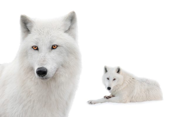 Shocking Update on Dire Wolves Brought Back From Extinction Reveal They ...