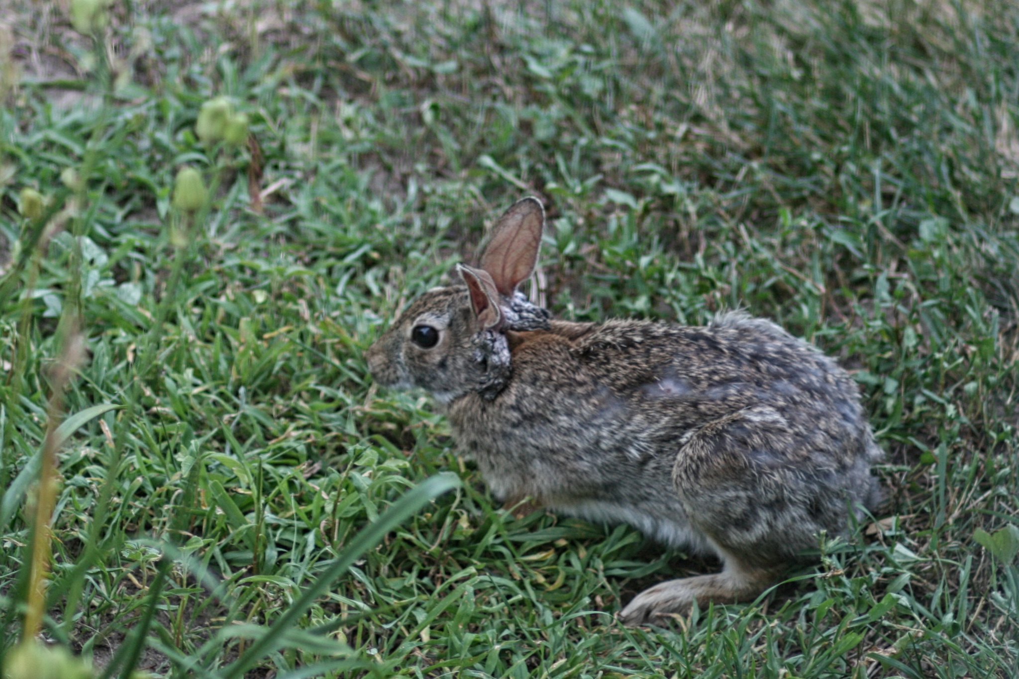 Infected ‘Frankenstein’ Rabbits with Tentacles Spotted in US