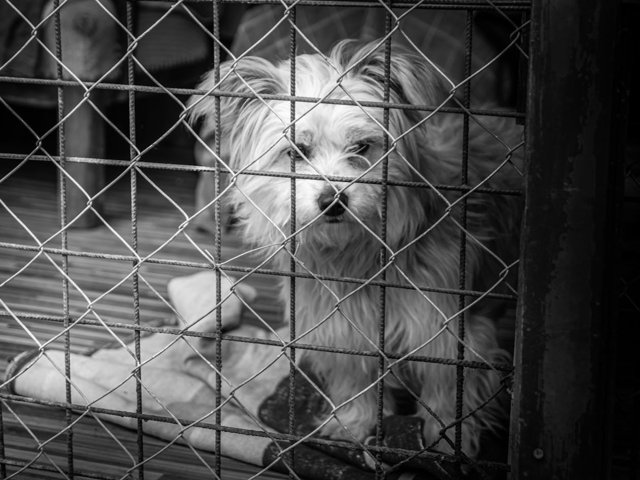 Millions of Animals Are Stuck in Shelters Because Their Owners Struggle to Pay Rising Vet Bills