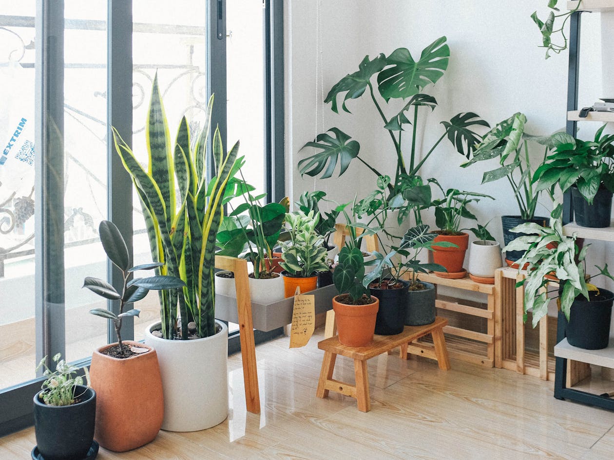 Ever Wondered Why So Many People Keep Snake Plants in Their Bedroom? The Reason Why is GENIUS