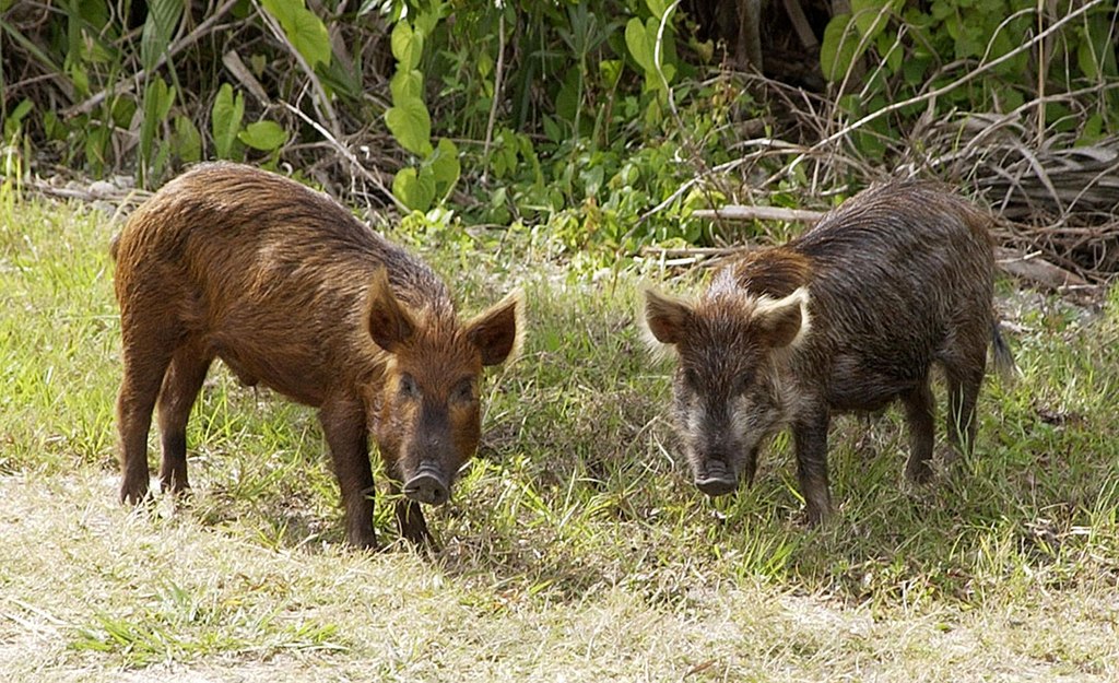 California’s Wild Pigs Are Turning Electric Blue — And The Reason Is More Troubling Than You Think