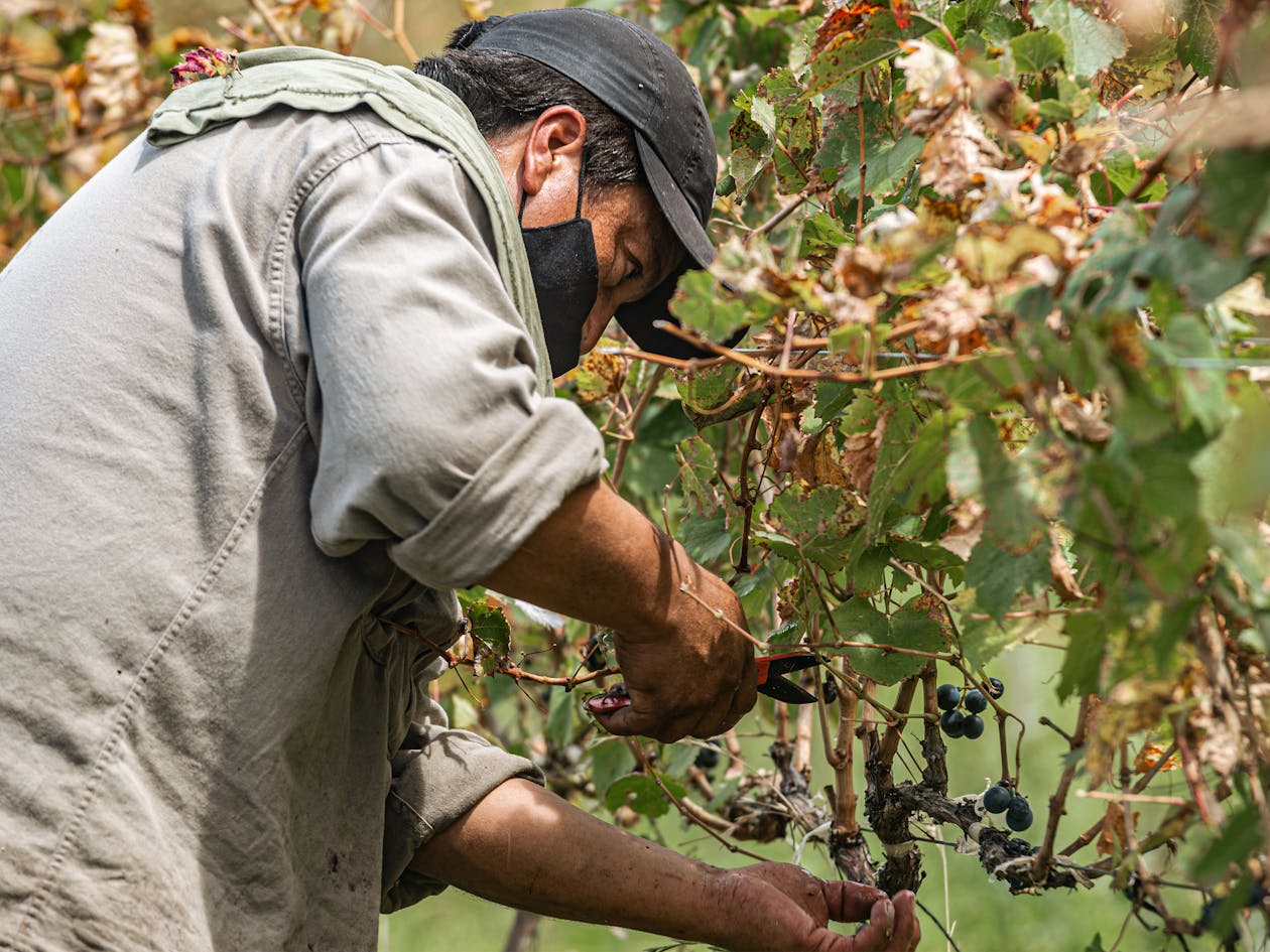 Scientists Turn Wine Waste Into Biodegradable Plastic That Breaks Down in 17 Days