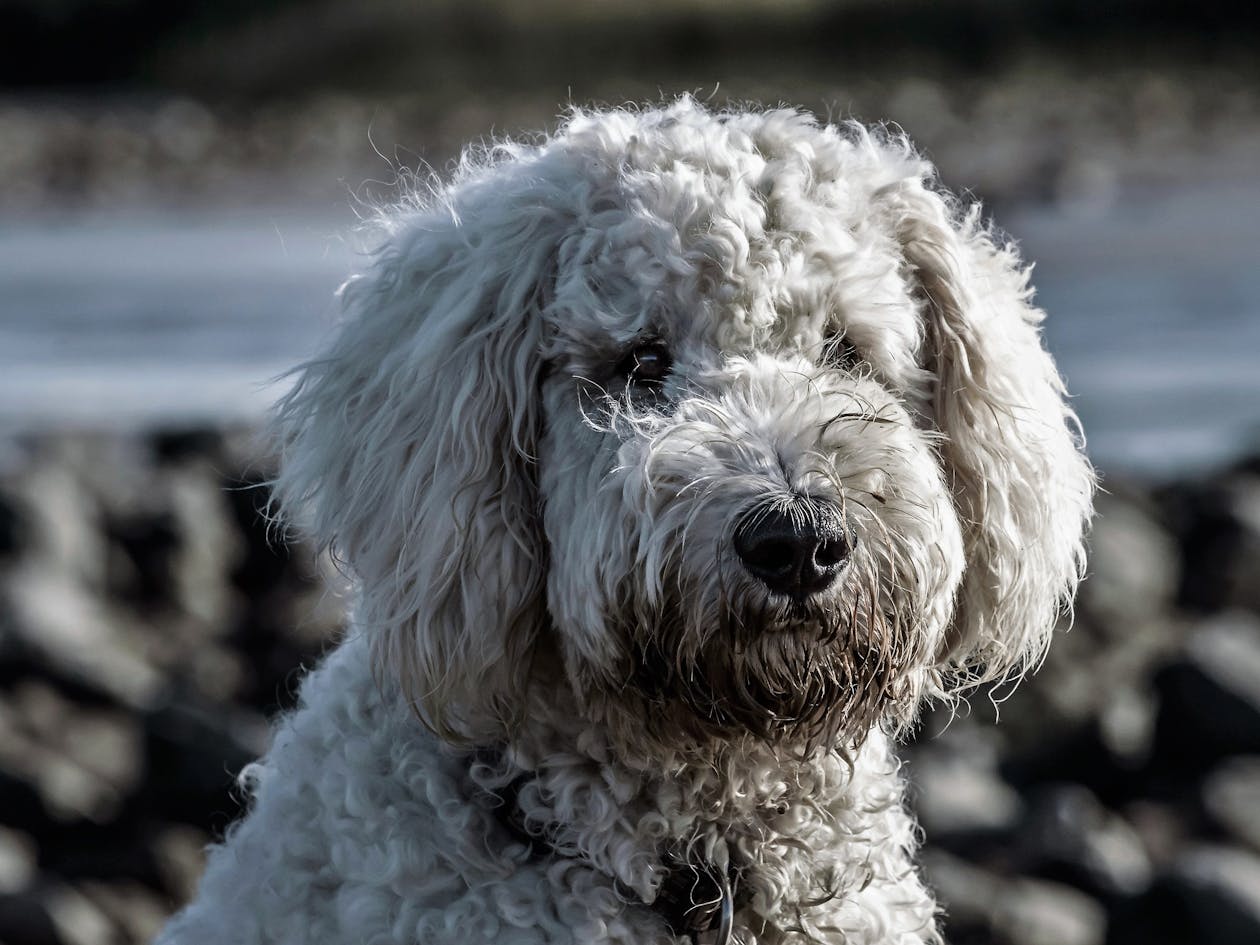 Rescue Dog Lil Max Goes Viral for Looking Like Human