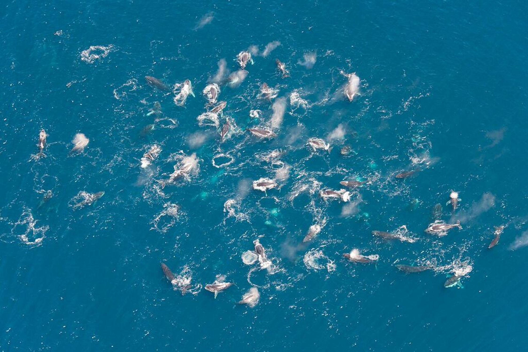Humpback Whales Gathered in Groups of Up to 200, and No One Knows Why