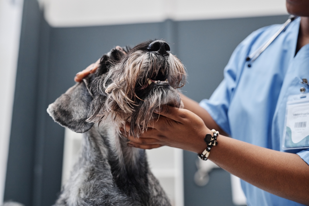 405 Dogs Rescued in Oklahoma Puppy Mill Bust Raises Animal Welfare Concerns