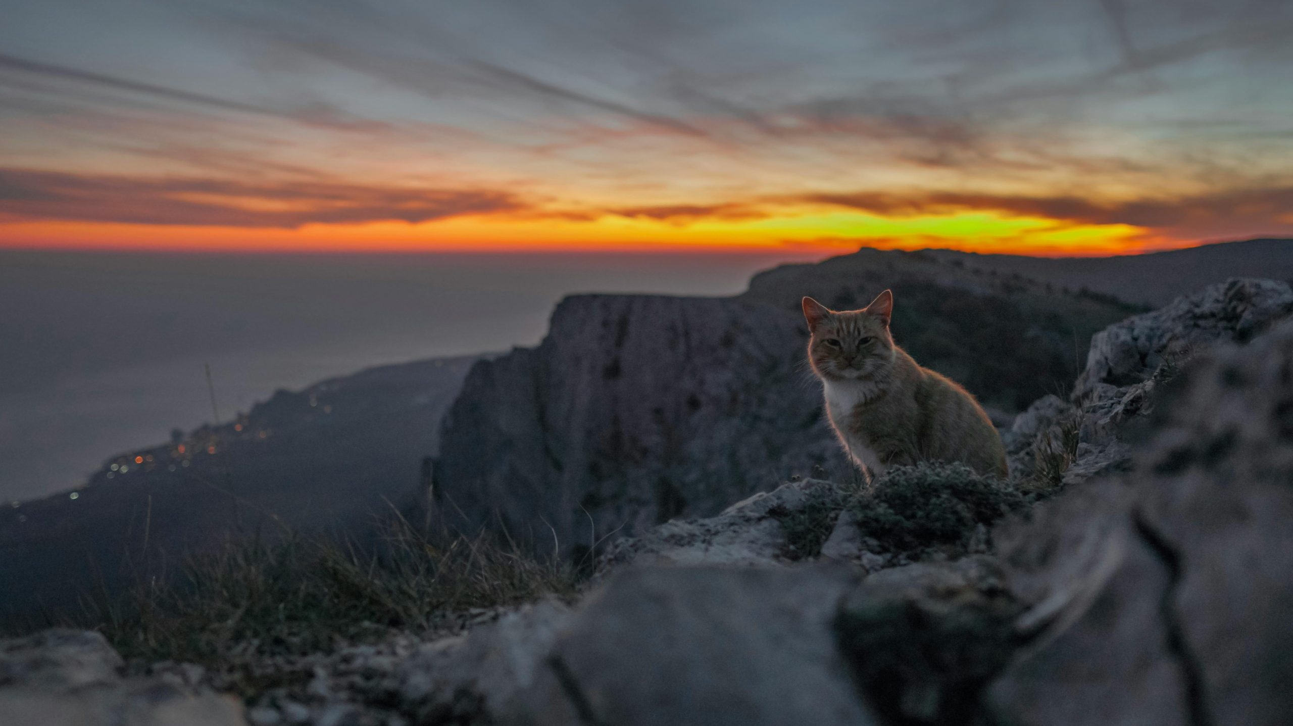 Scientists Catch Grumpy Cat of the Himalayas on Camera for the First Time
