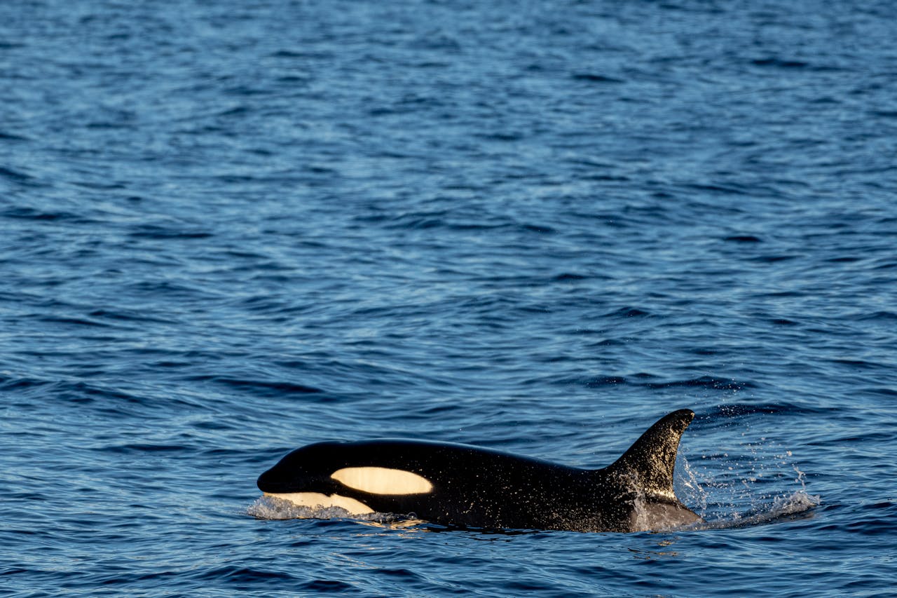 A Mother Orca’s Unimaginable Journey Of Love And Loss