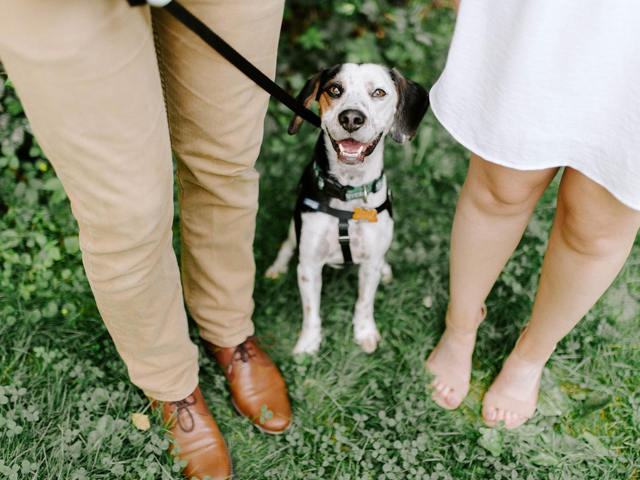 Spanish Pets Win Family Member Status as Courts Ditch Property Classification