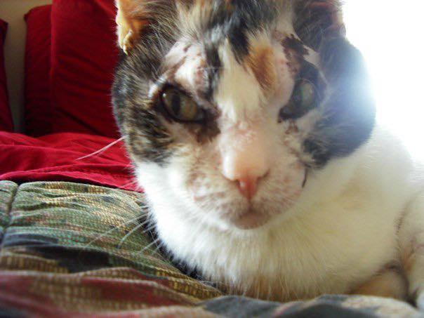 Scarlett the Hero Cat: The Mother Who Braved Fire Five Times for Her Kittens