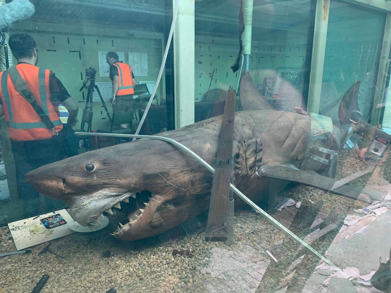 Abandoned Great White Shark Gets Second Life After Viral Video Nearly Destroyed Her
