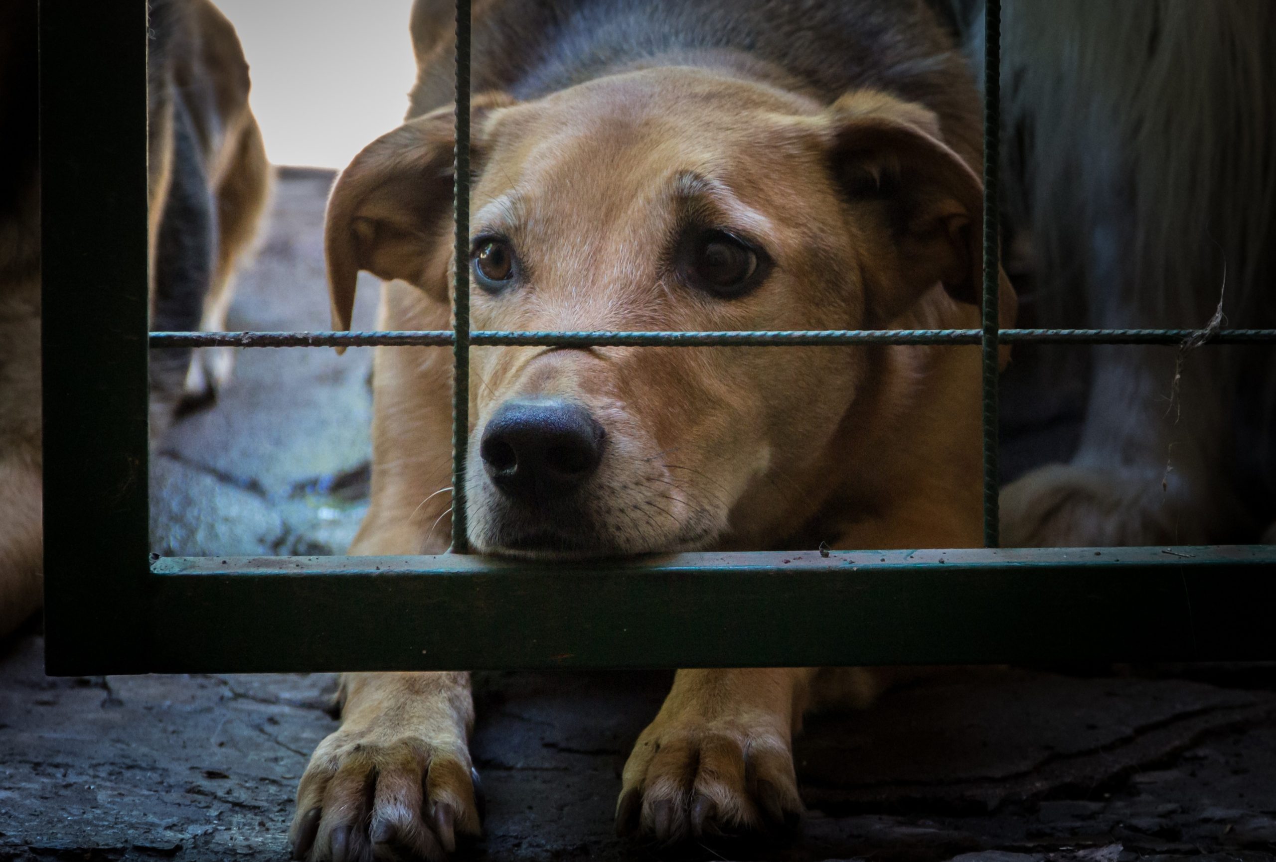 Florida Takes Aim At Cruel Puppy Mills To Protect Vulnerable Dogs