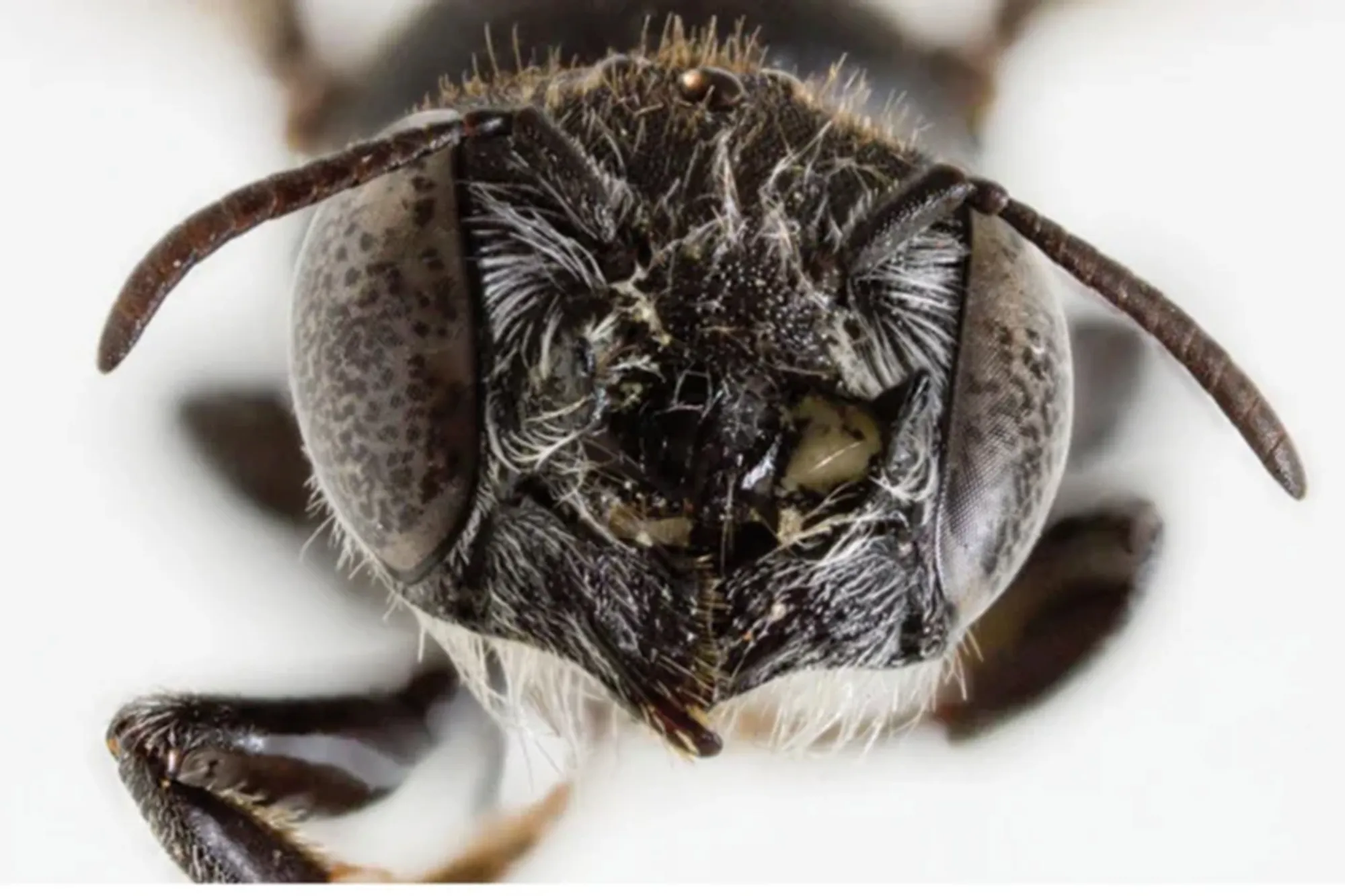 Lucifer Bee Unveiled: The New Species Lighting Up Biodiversity Research