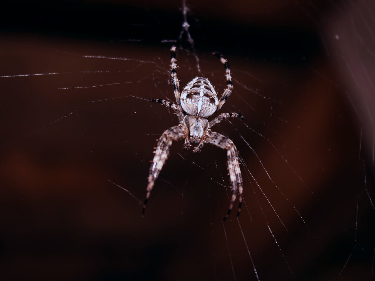 A Kansas Family Shared Their Home With 2,055 Venomous Spiders and Never Got Bitten