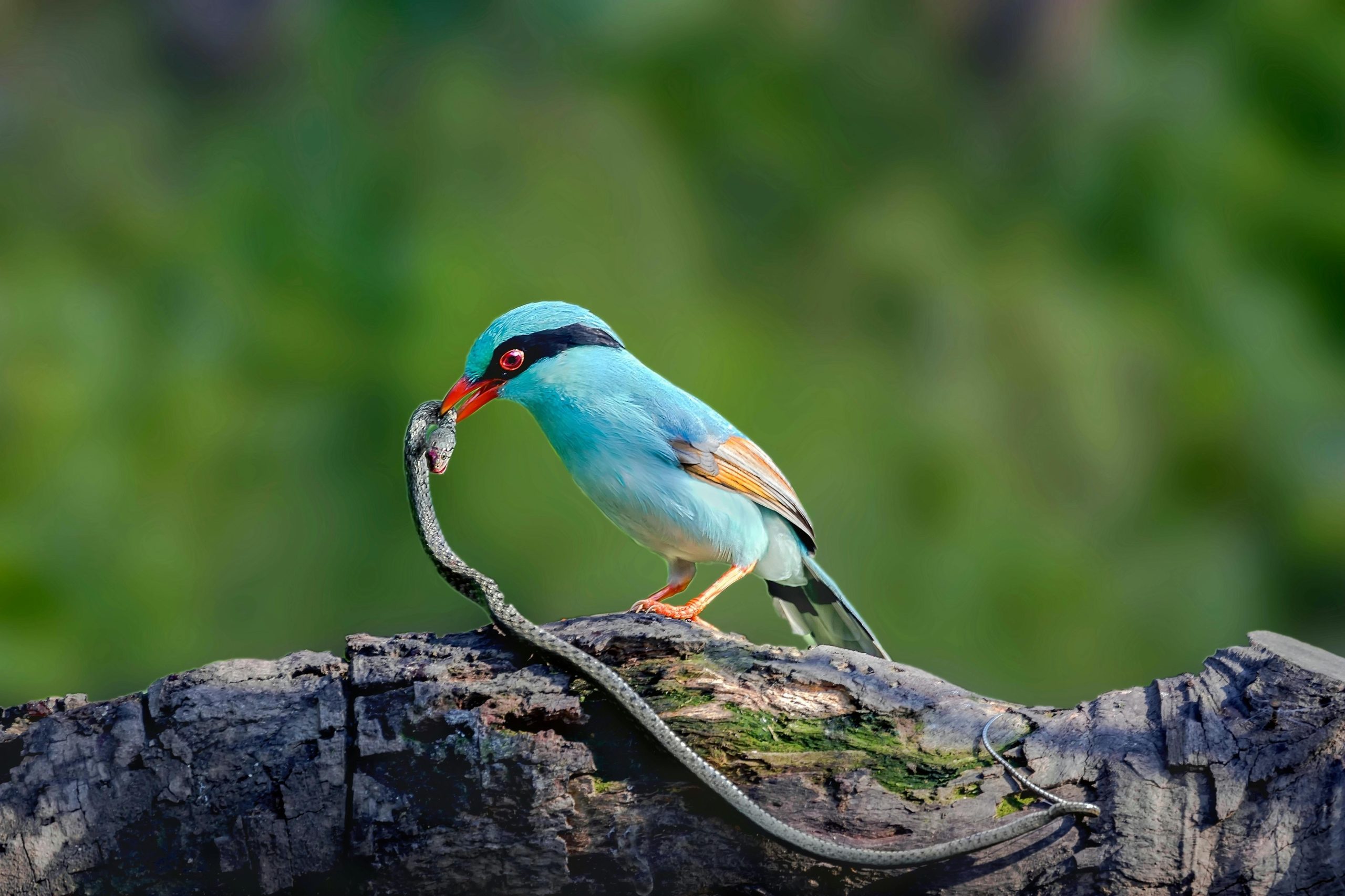 The First Climate Driven Hybrid Jay Emerging in the Wild