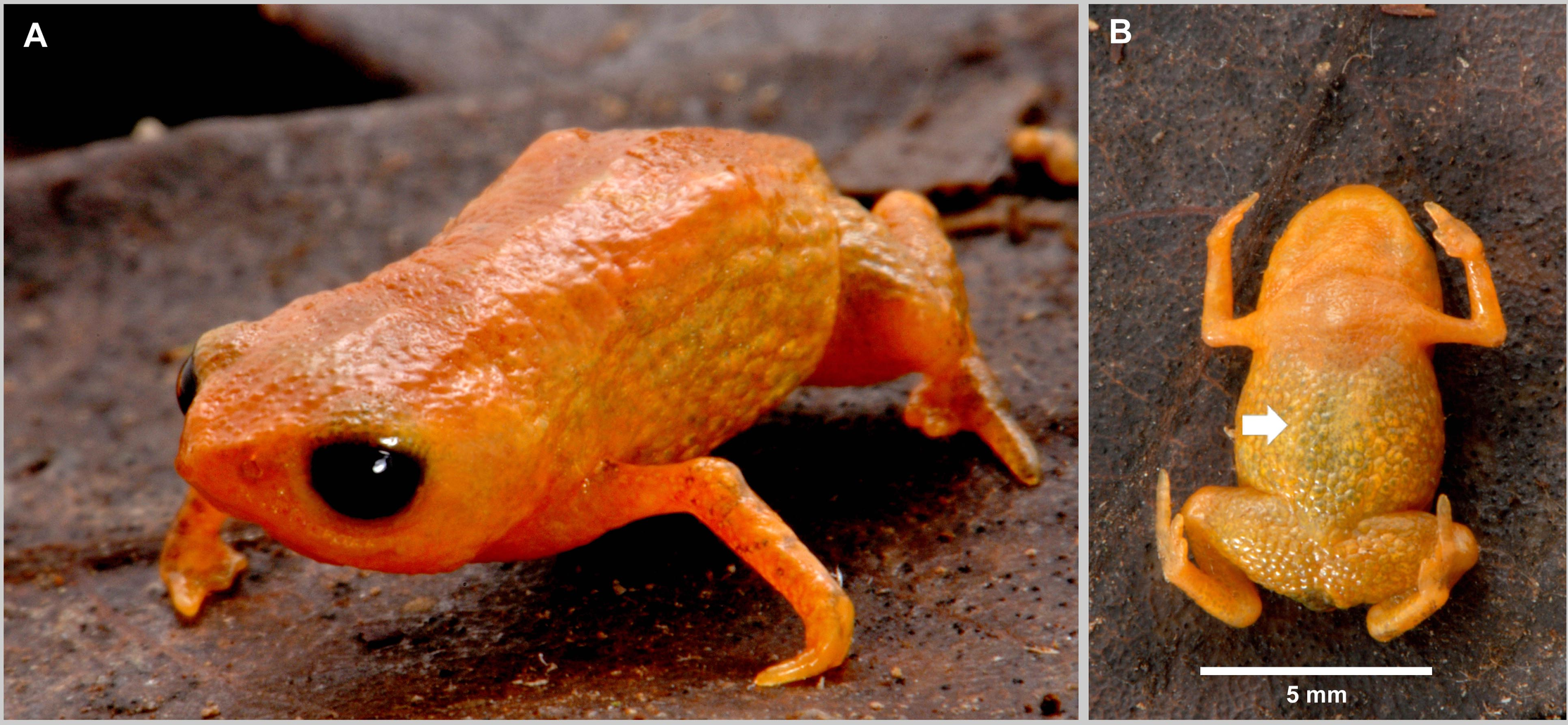 Meet the Pencil-Tip Frog That Took Decades to Find