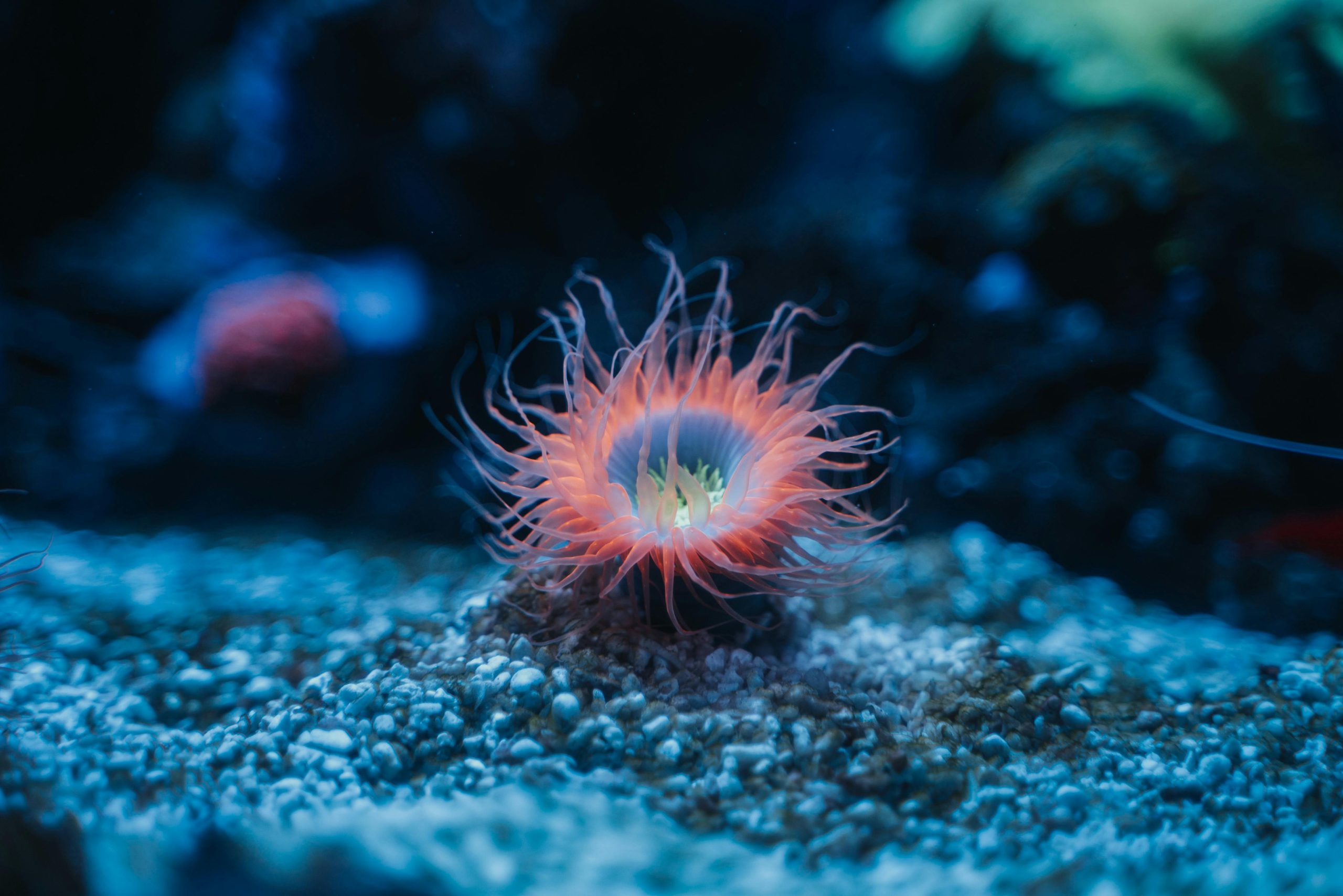 Scientists Uncover the Surprising All Body Brain of Sea Urchins