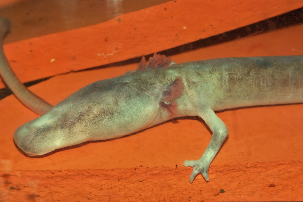 Cave Living Baby Dragons Are Emerging Into The Light And Scientists Are Stunned