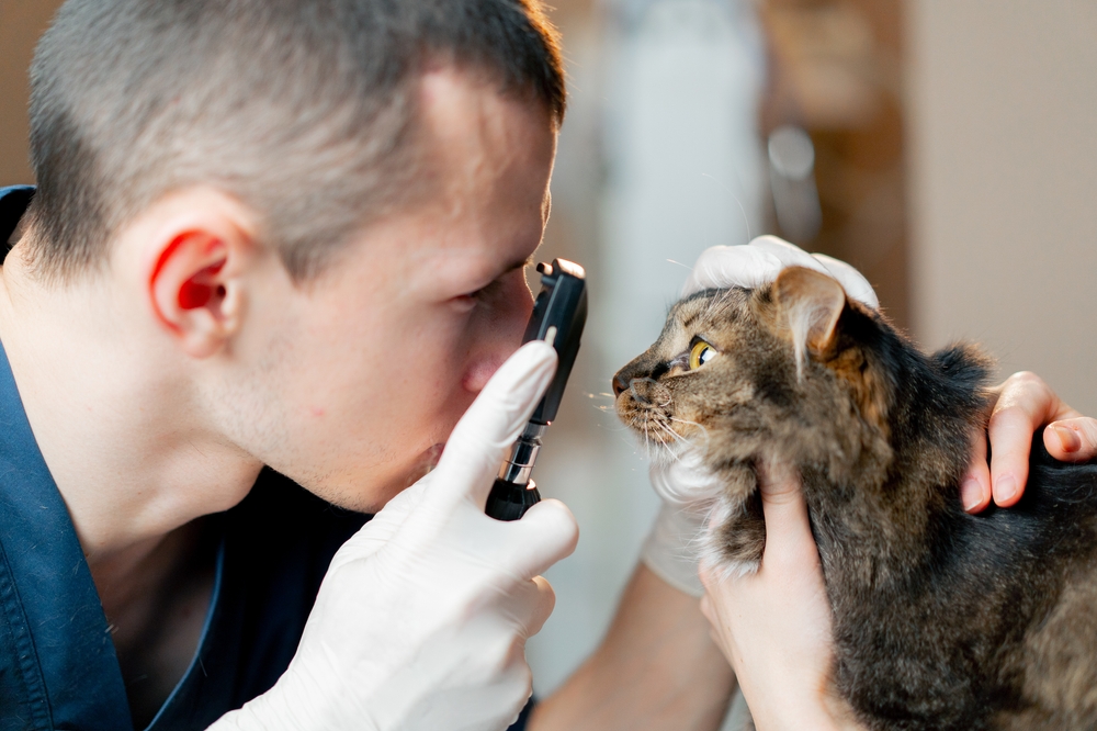 A Breakthrough That Could Let Cats Live to 30: Inside the Race to Cure Feline Kidney Disease