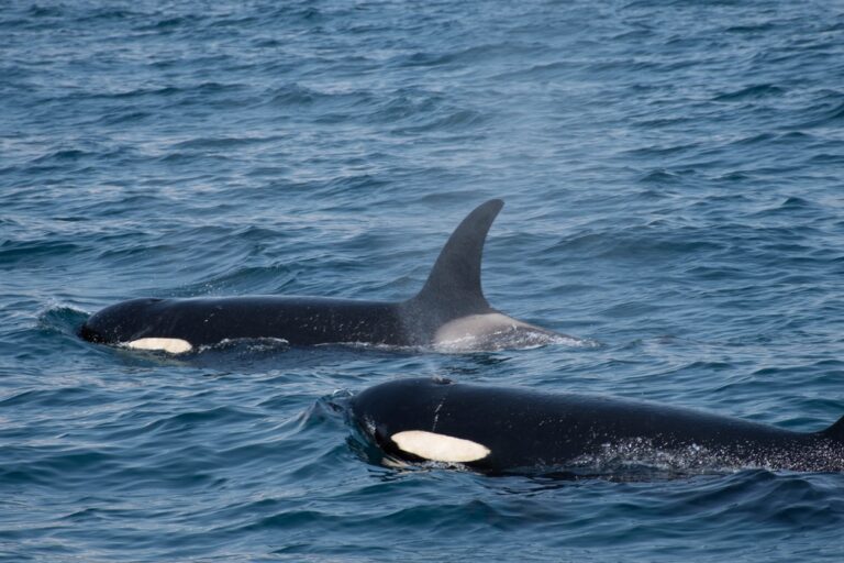 Mexico Ends Dolphin Entertainment and Marine Animal Shows With New National Ban