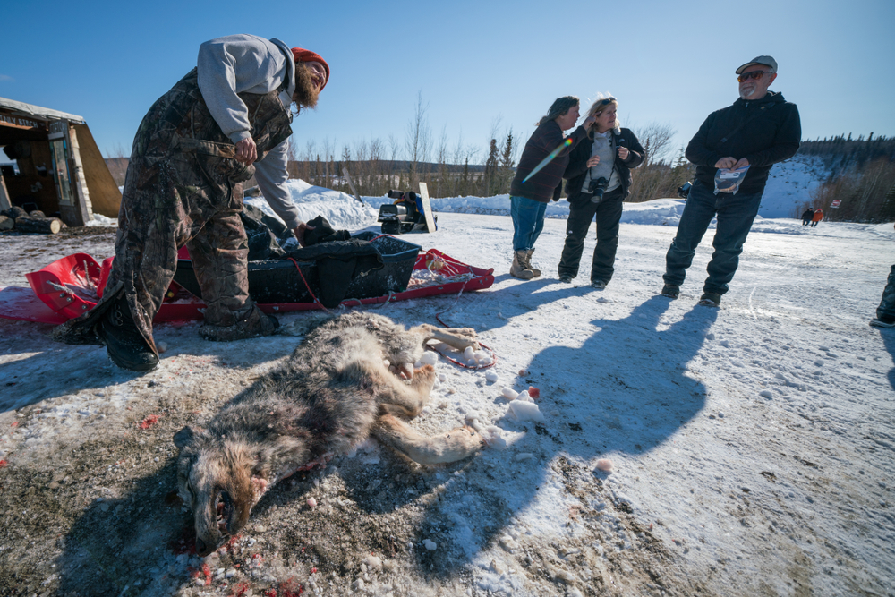 Officials Investigate Illegal Killing Of Well-Known Yellowstone Wolf Near Park Boundary