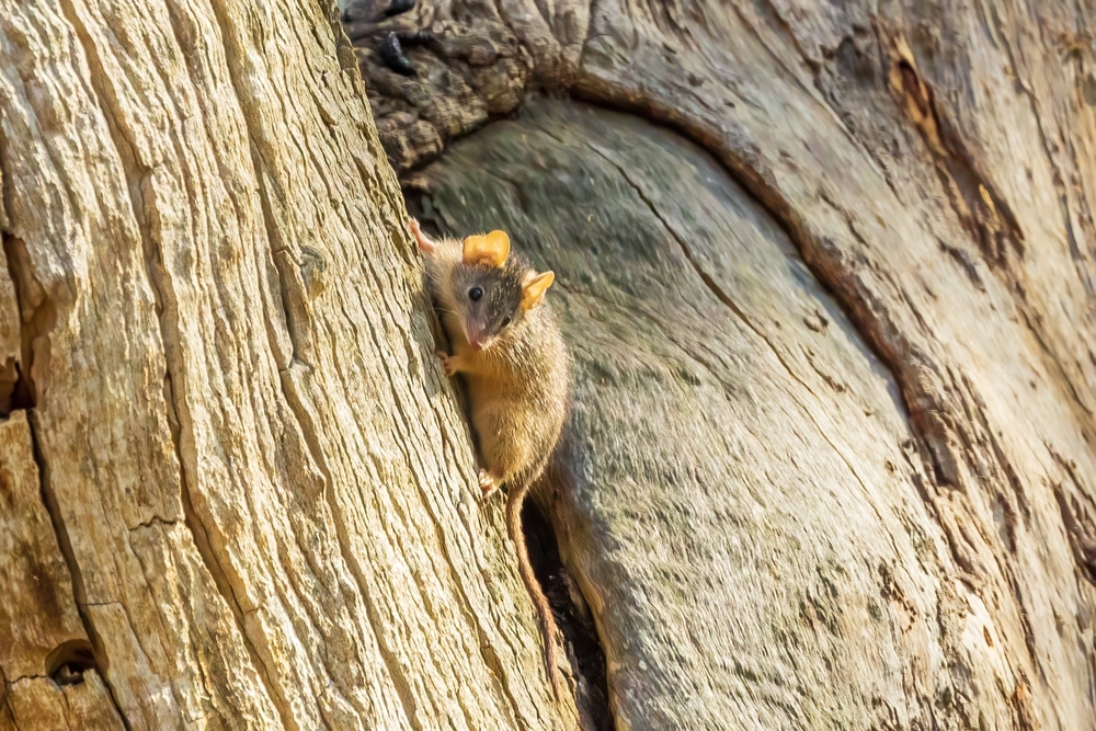 After 40 Years Without a Sighting, Australia’s Only Shrew Is Now Officially Extinct