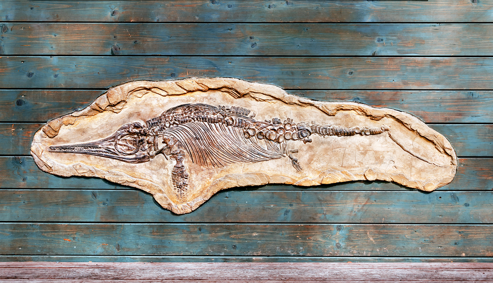 An Ancient Fish With More DNA Than Humans Ever Imagined