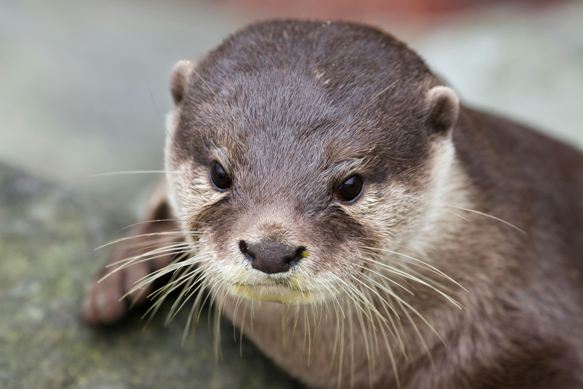 From River to Rescue: The Otter Assisting in a Florida Missing Person Case