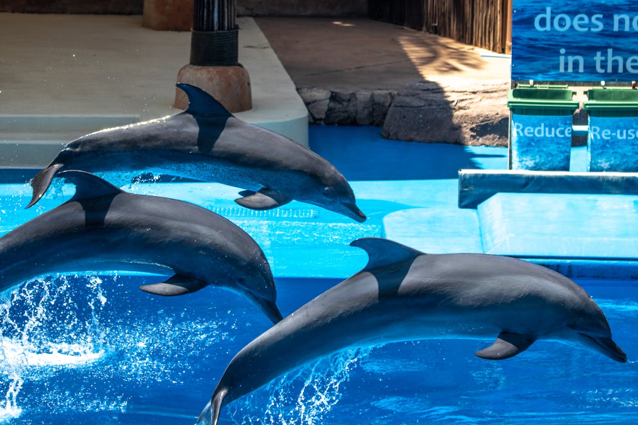 From Captivity to the Ocean Mexico Begins Releasing 350 Dolphins