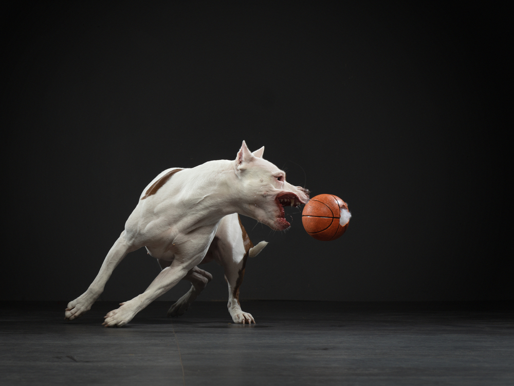 A Pit Bull Wanted To See His Friend, So He Rang Her Doorbell At 4 In The Morning