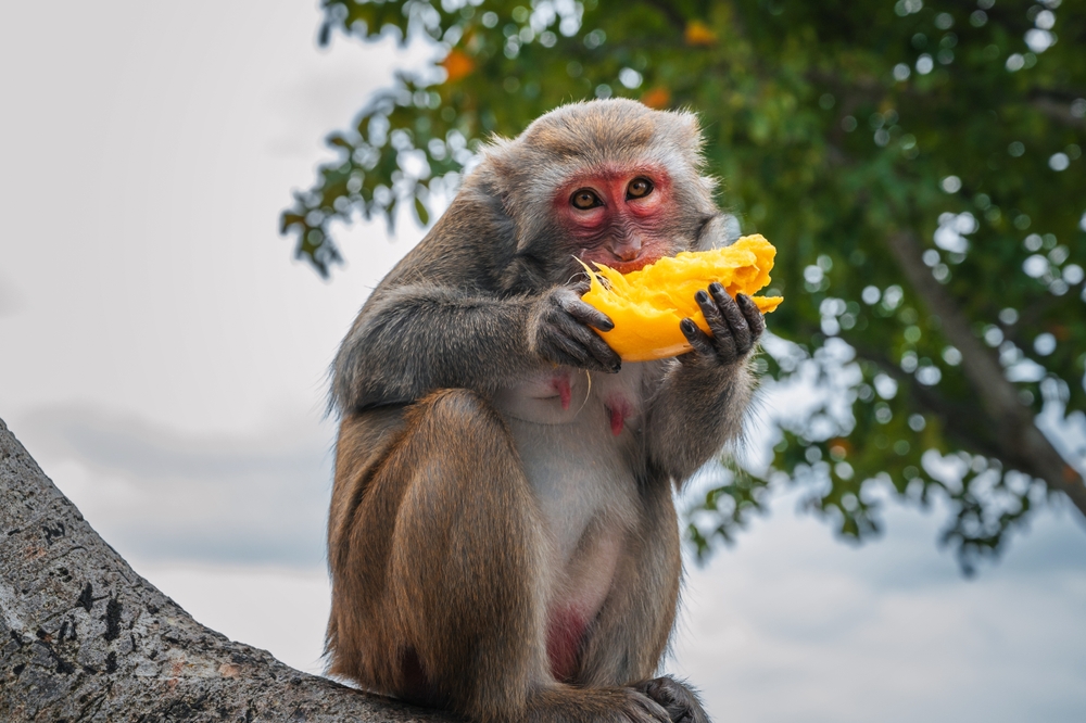 Zoo Issues Statement on Punch the Monkey Following ‘Bullying’ Fears From Viral Video