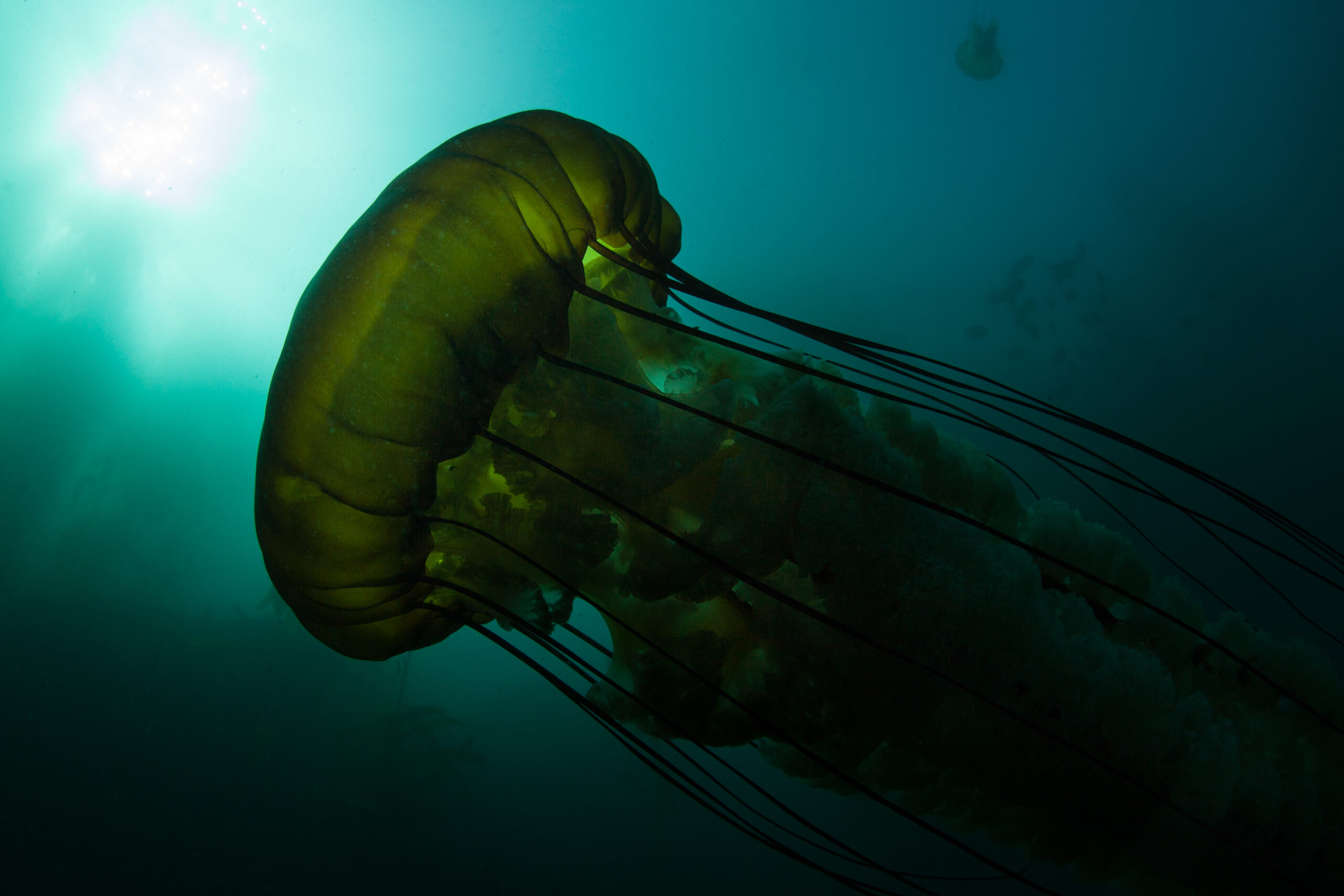 Spectacular Deep-Sea Footage Reveals Rare, School Bus-Sized Phantom Jellyfish