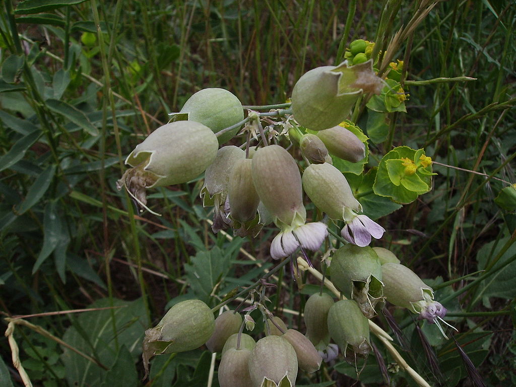 Scientists Revived a Plant From 32,000-Year-Old Seeds Found Frozen in Siberian Permafrost