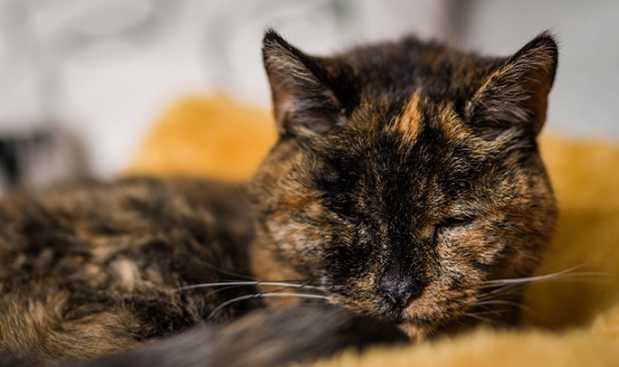 Flossie the Cat Just Turned 30 and Is Now Officially the World’s Oldest Living Cat