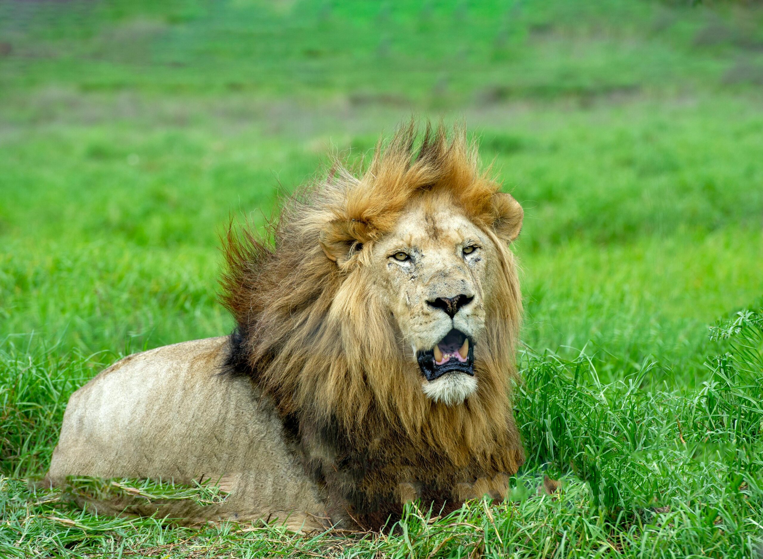 One Eyed Lion Defies Death By Changing The Way He Hunts