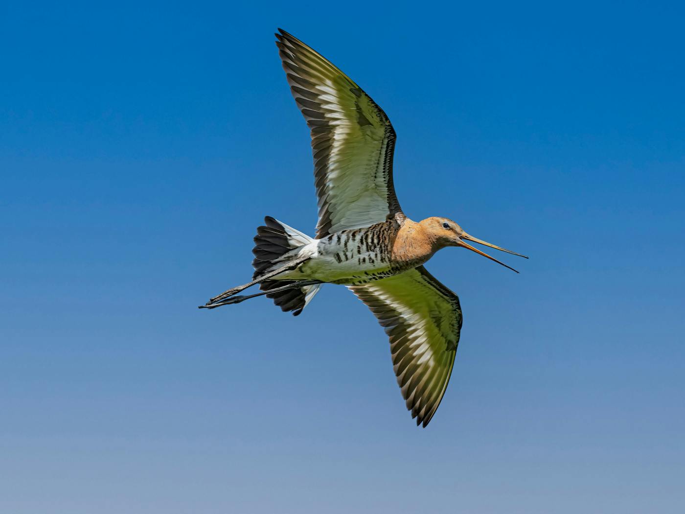 A Five-Month-Old Bird Just Flew 13,500 km Non-Stop. Scientists Still Can’t Explain How It Knew Where to Go.