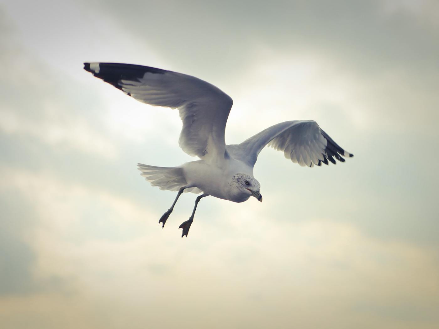 A Turkish Footballer Did CPR on a Seagull Mid-Match. It Worked.