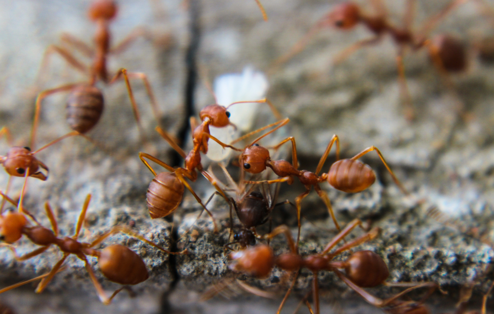 Airport Security Stops Passenger Carrying More Than 2,000 Live Ants In His Suitcase
