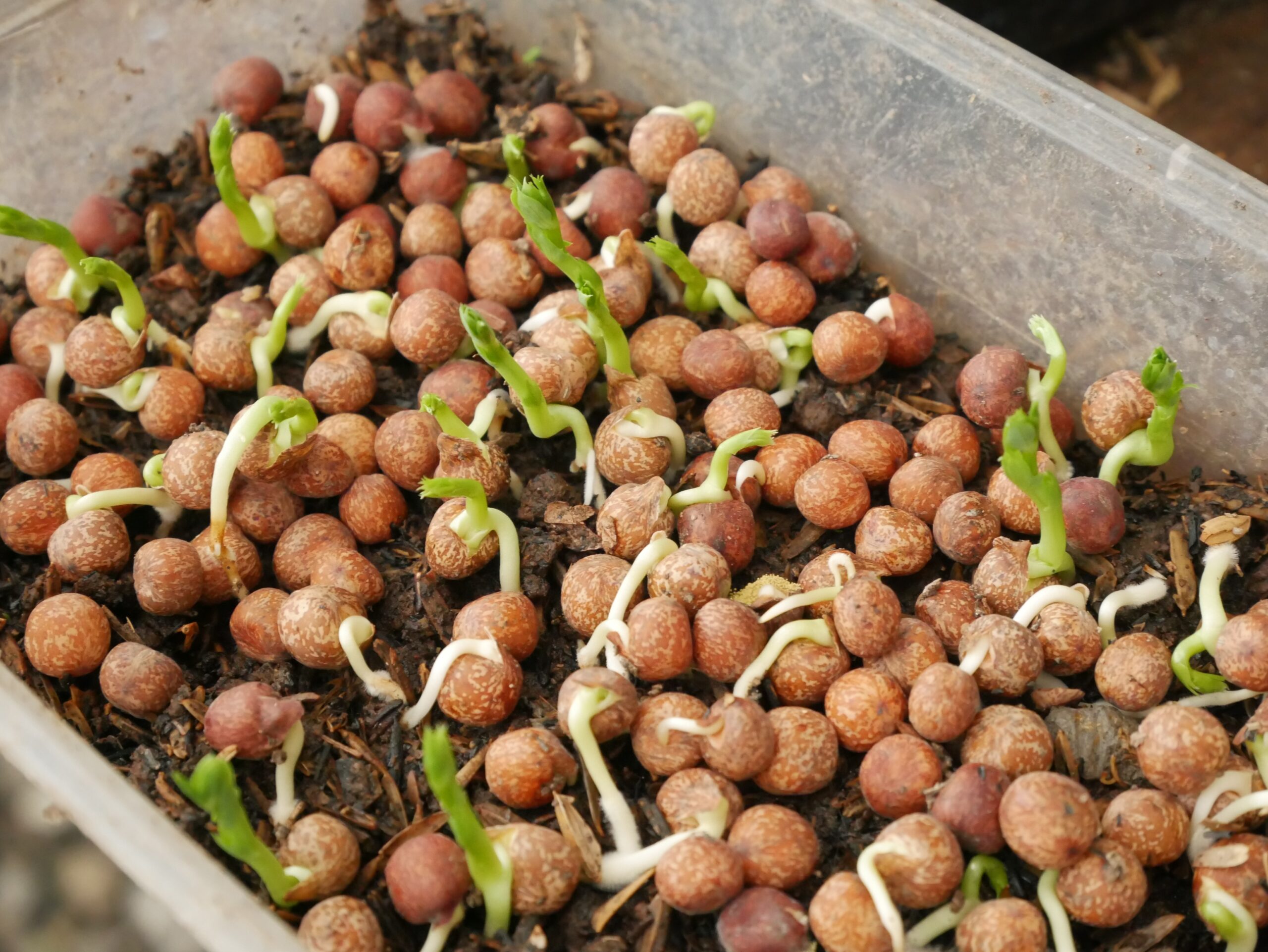New Study Shows Chickpeas Can Grow In Moon Soil Like Conditions